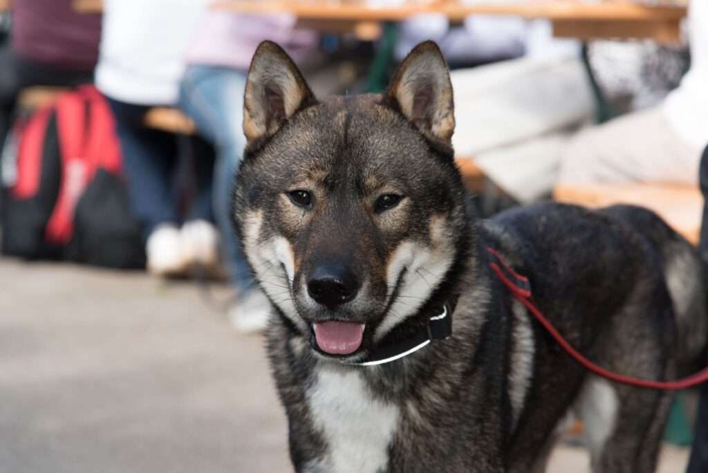 Shikoku: Dog Breed Characteristics & Care-WildCreaturey