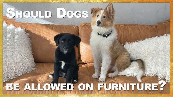 Should Dogs Be Allowed on Furniture?-WildCreaturey