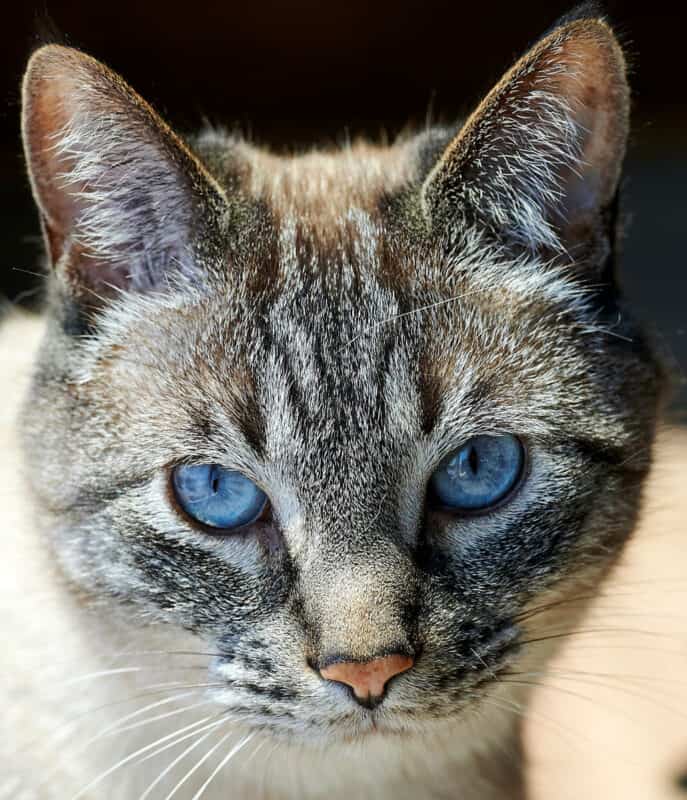Lynx Point Siamese Cats: Discover Their Unique Traits