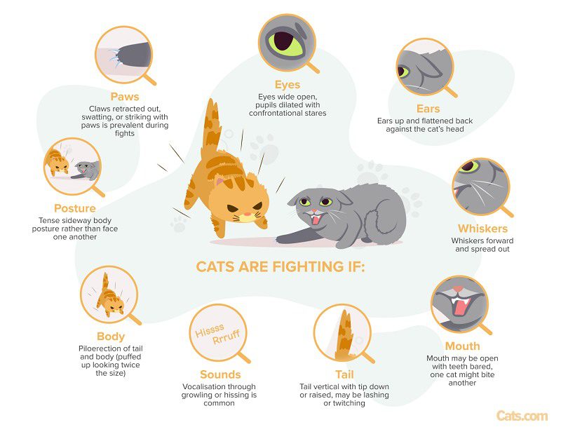 Cat Slapstick: Understanding Feline Play Fights
