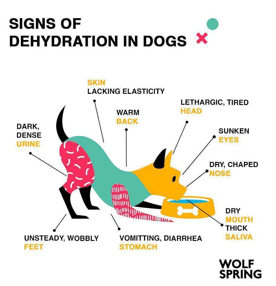 Signs and Causes of Puppy Dehydration-WildCreaturey