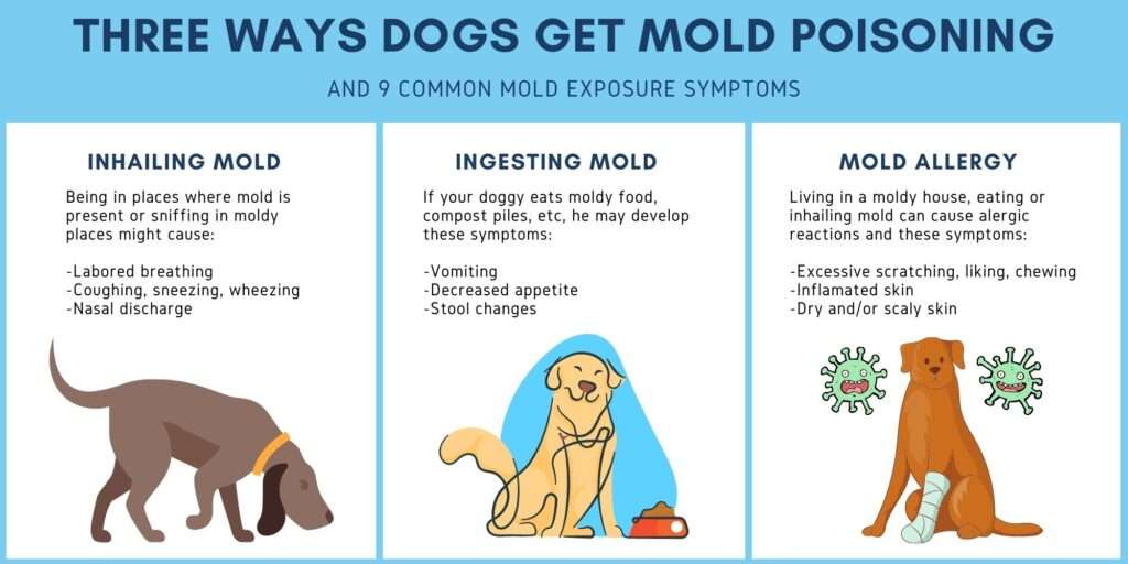 Signs of Poisoning in Dogs-WildCreaturey