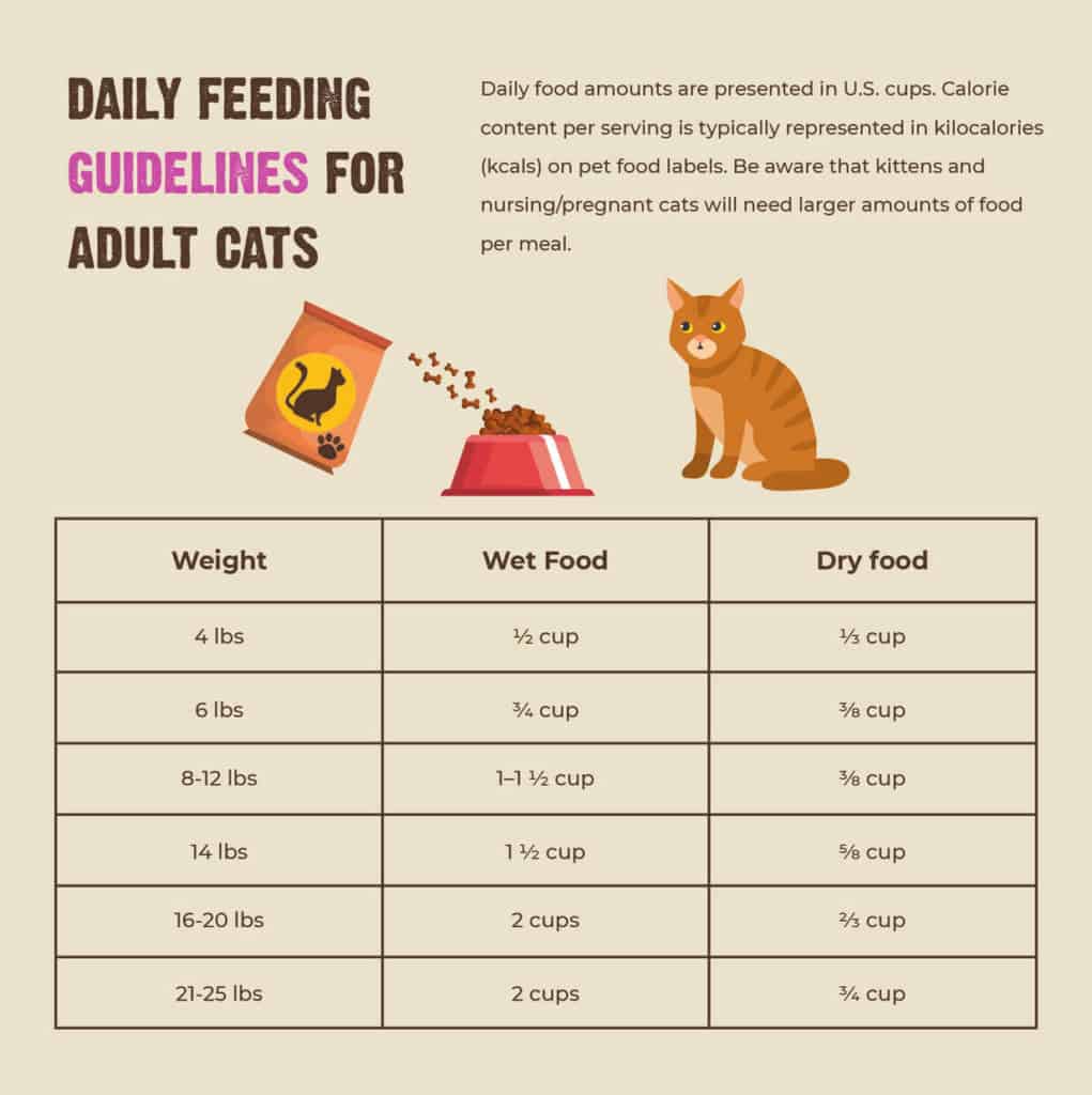 Simple Tips to Help Your Cat Slim Down