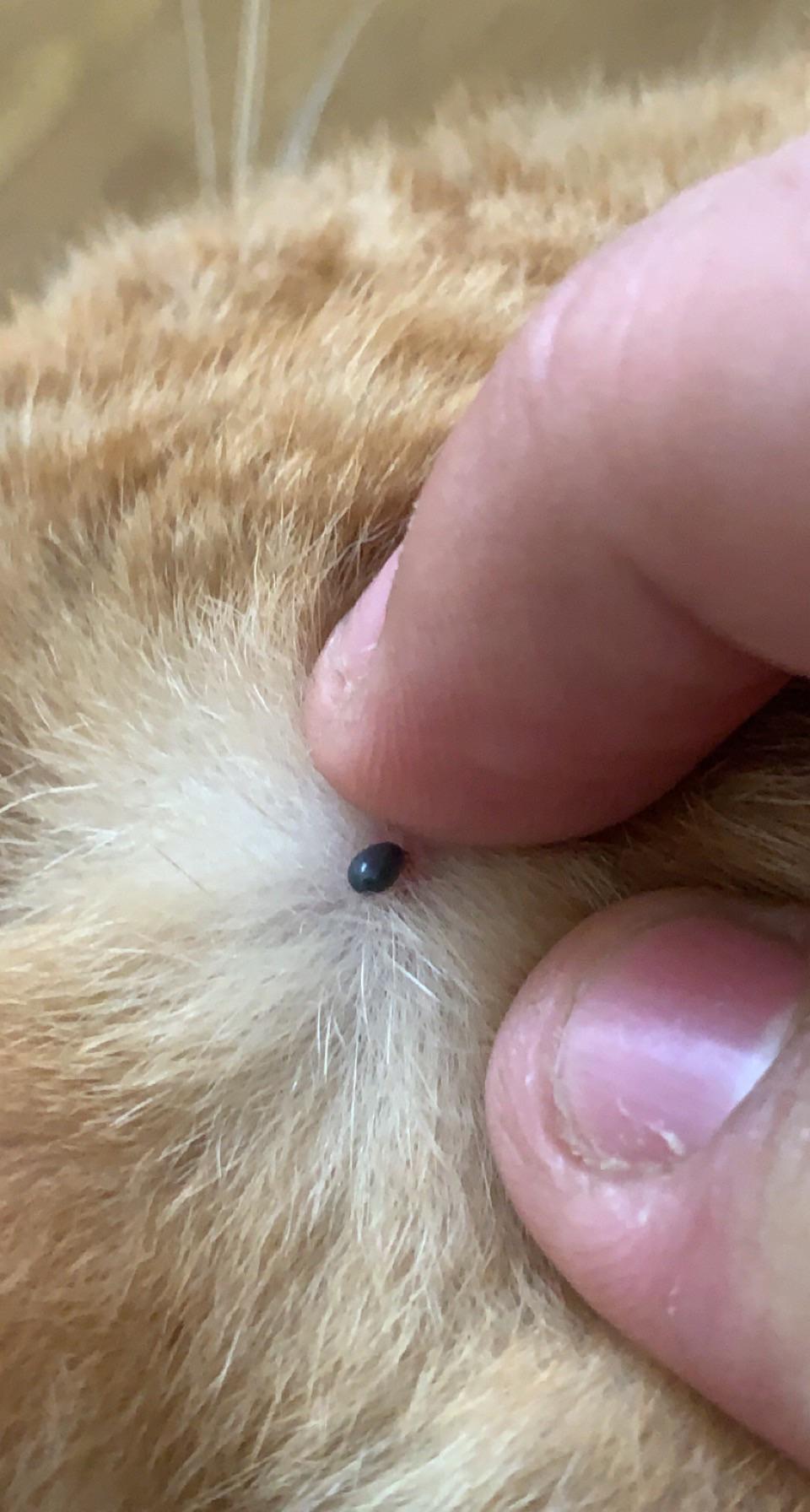 Skin Tags on Cats: What You Need to Know