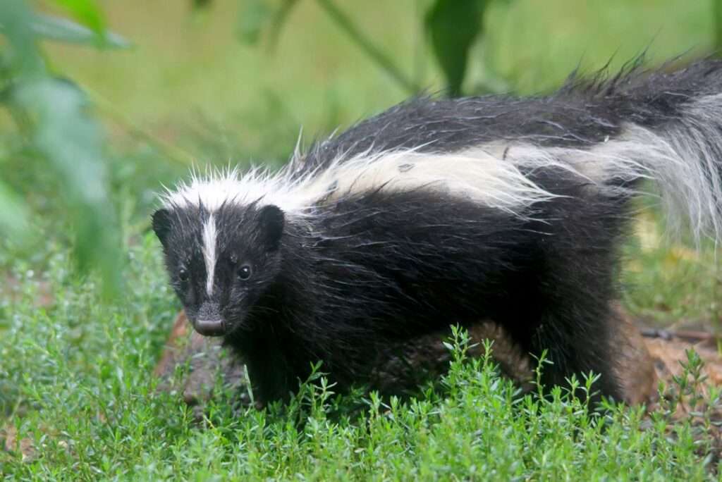 Skunk Trouble? How to Help Your Cat