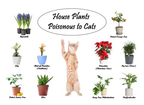 Snake Plants: Friend or Foe for Cats?