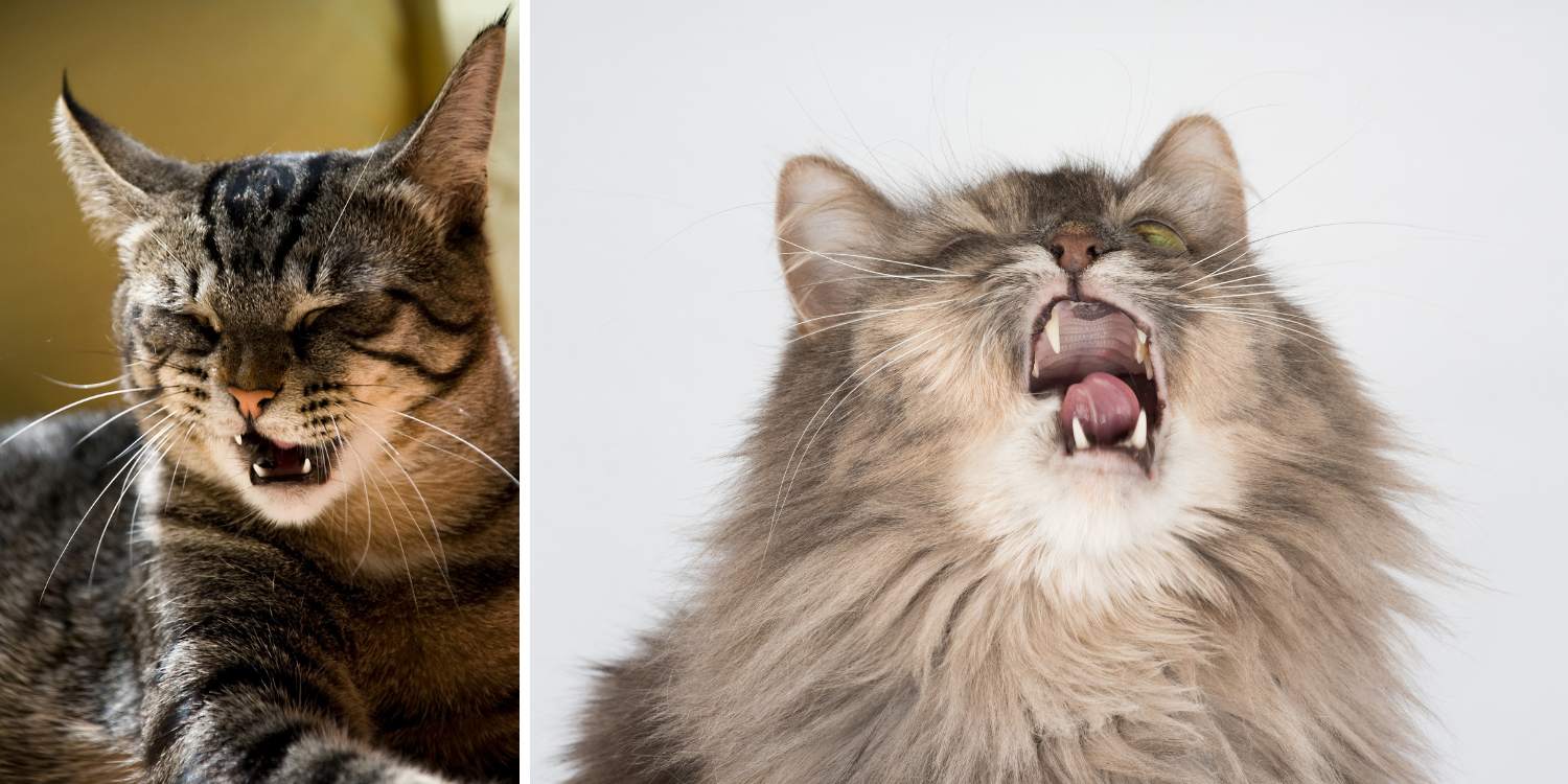 Sneezing Spree: Understanding Cats and Kittens