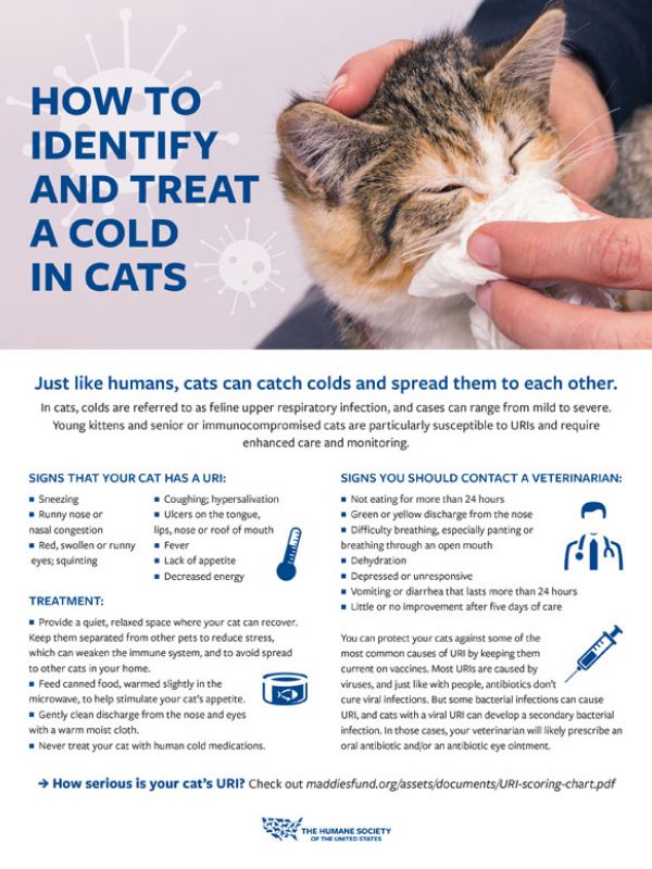 Sniffles and Sneezes: Upper Respiratory Infections in Cats