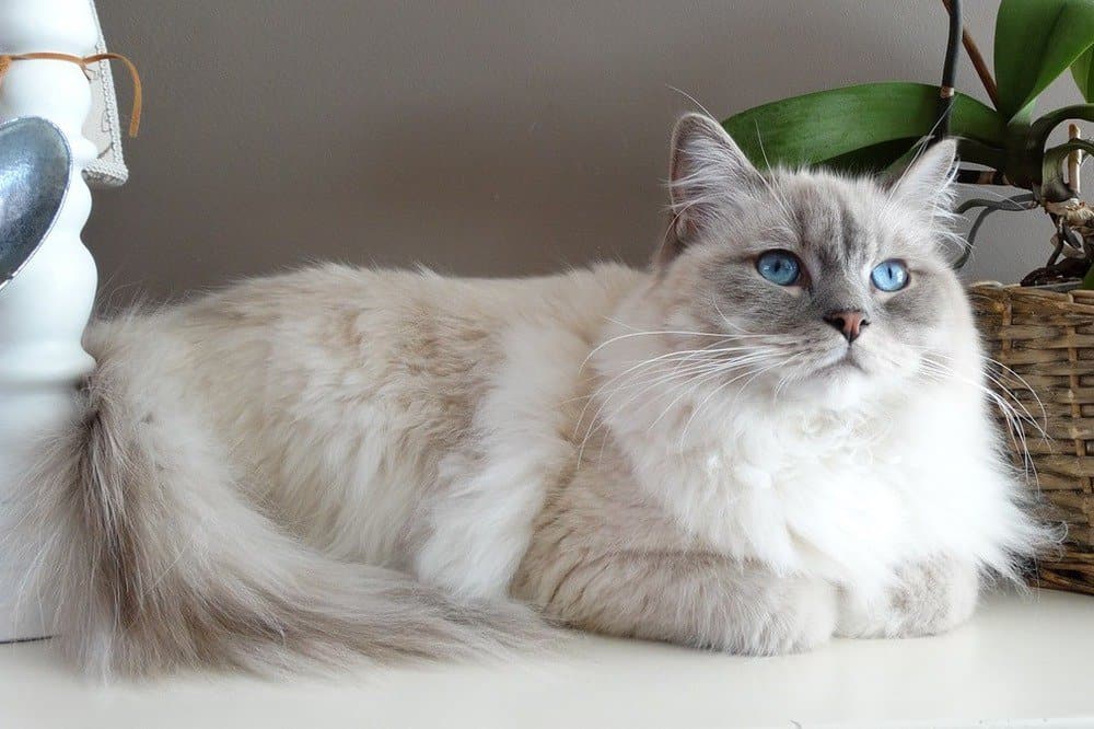 Snowy Wonders: Best White Cat Breeds for Cuddles