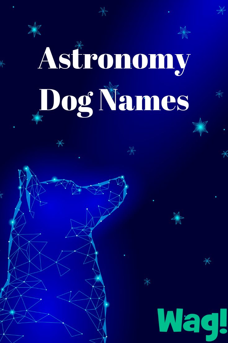 Space-Inspired Names for Dogs-WildCreaturey