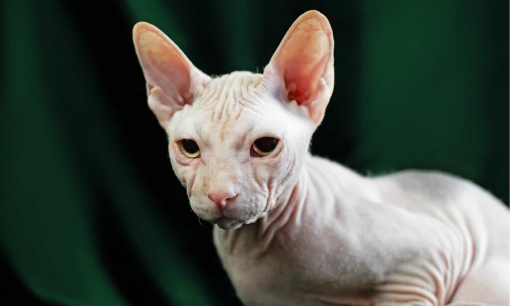 Hairless Cat Guide: Simple Steps on How to Care