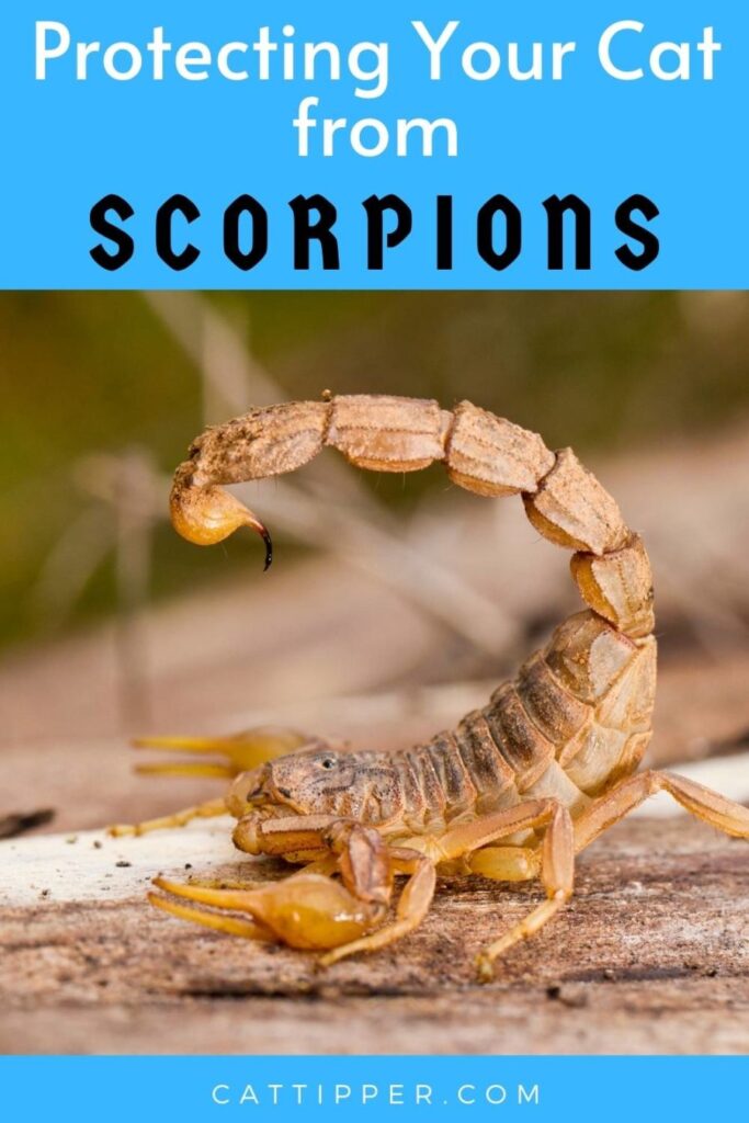 Sting Alert! What to Do if a Scorpion Targets Your Cat