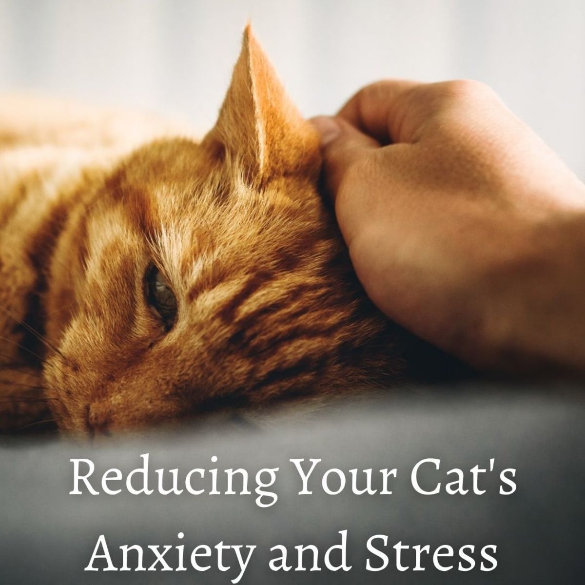 Stress Busters: Understanding and Helping Stressed Cats
