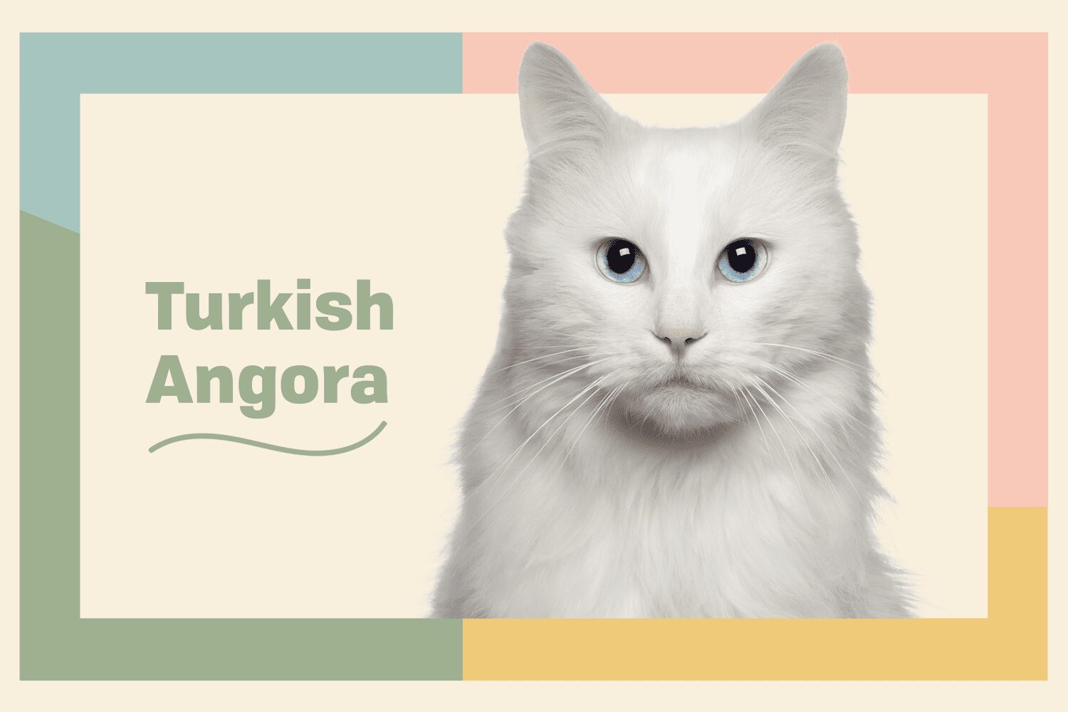Turkish Angora Tales: Cat Breed Profile & Care Insights