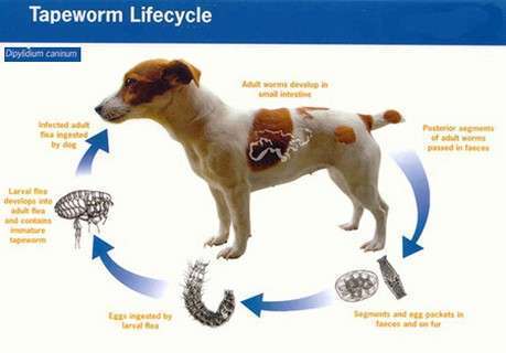 Tapeworms in Dogs-WildCreaturey