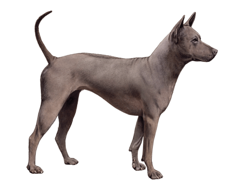 Thai Ridgeback: Dog Breed Characteristics & Care-WildCreaturey