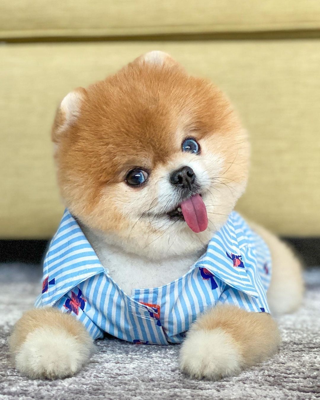 The 8 Cutest Pomeranians to Follow on Instagram-WildCreaturey