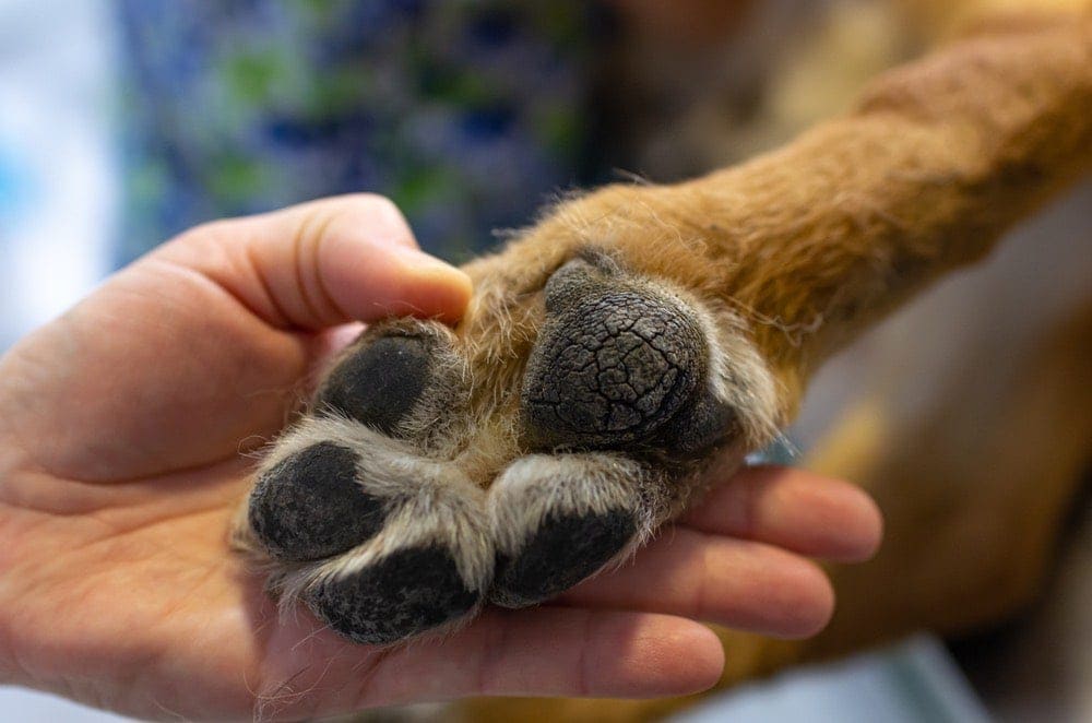 The Best Ways to Soften Your Dog's Paws-WildCreaturey