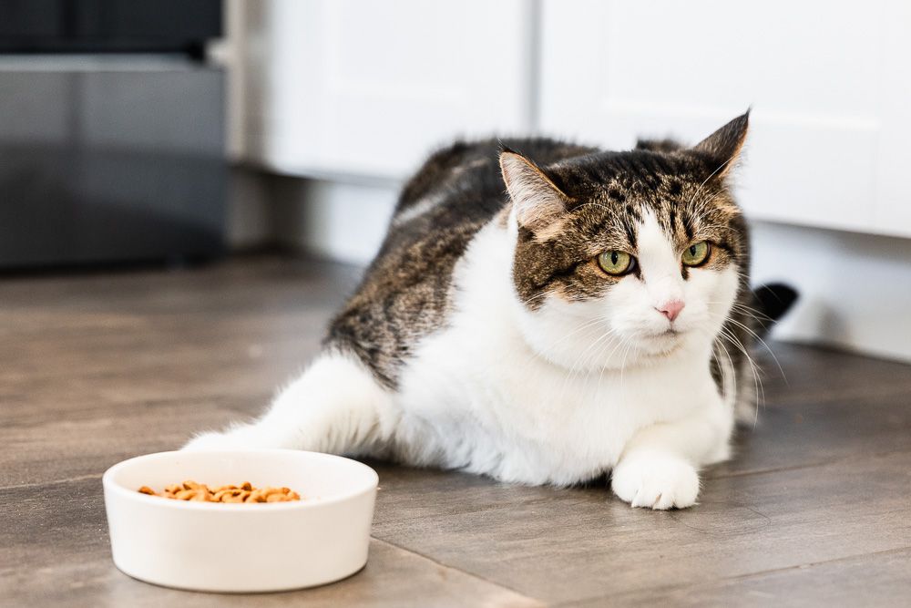 The Big Question: Why Isn't My Cat Eating?