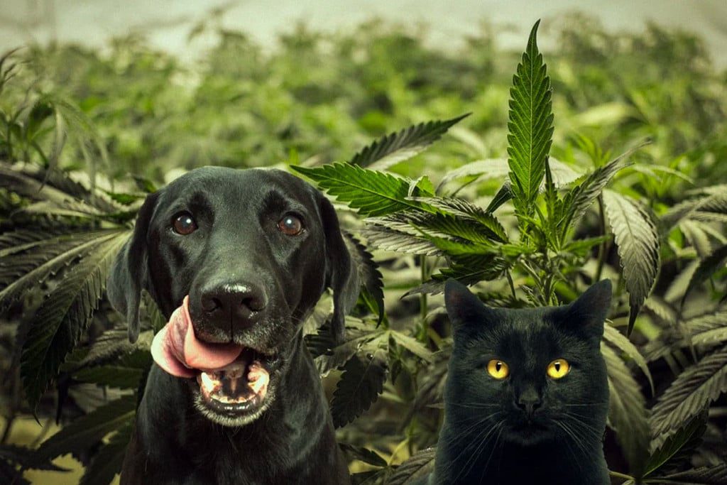 The Hidden Dangers of Marijuana for Cats