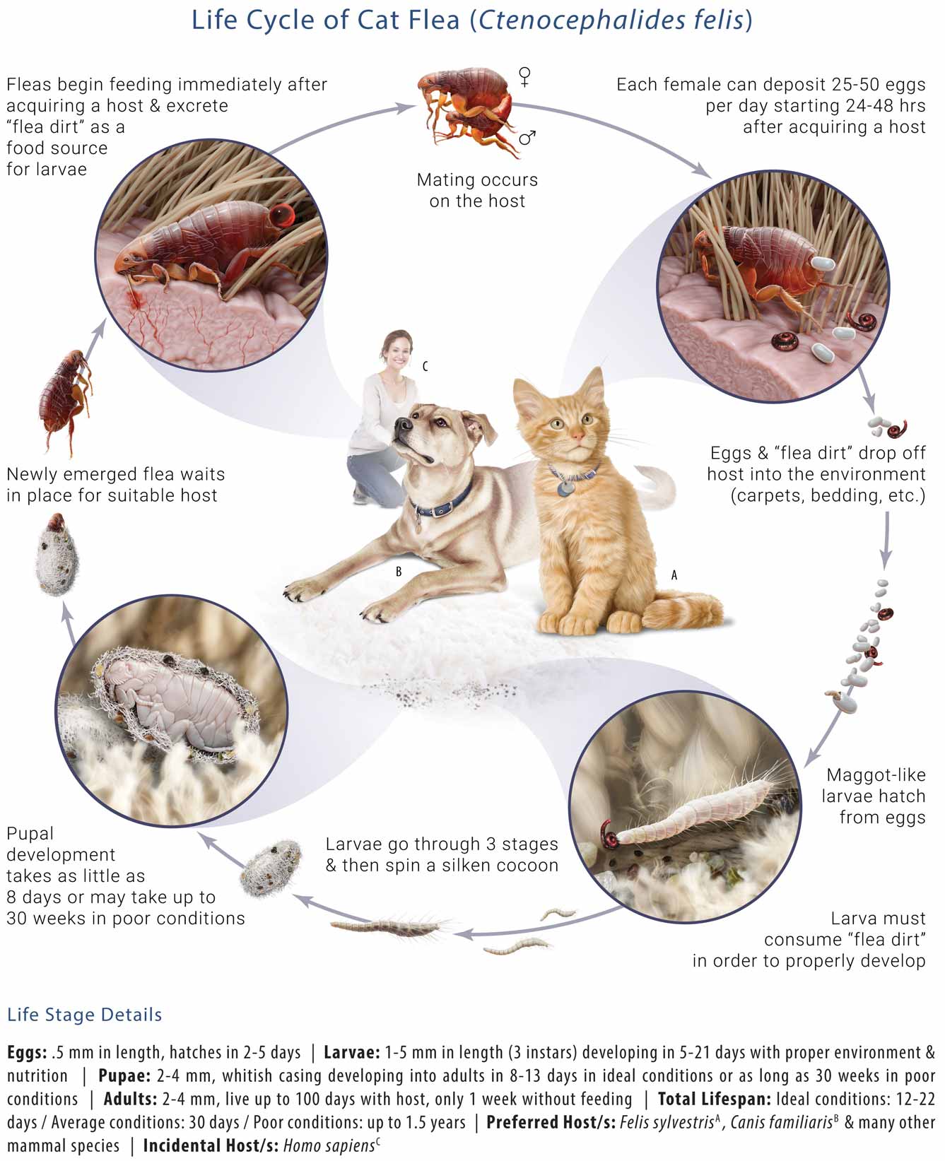 Understanding the Flea Life Cycle-WildCreaturey