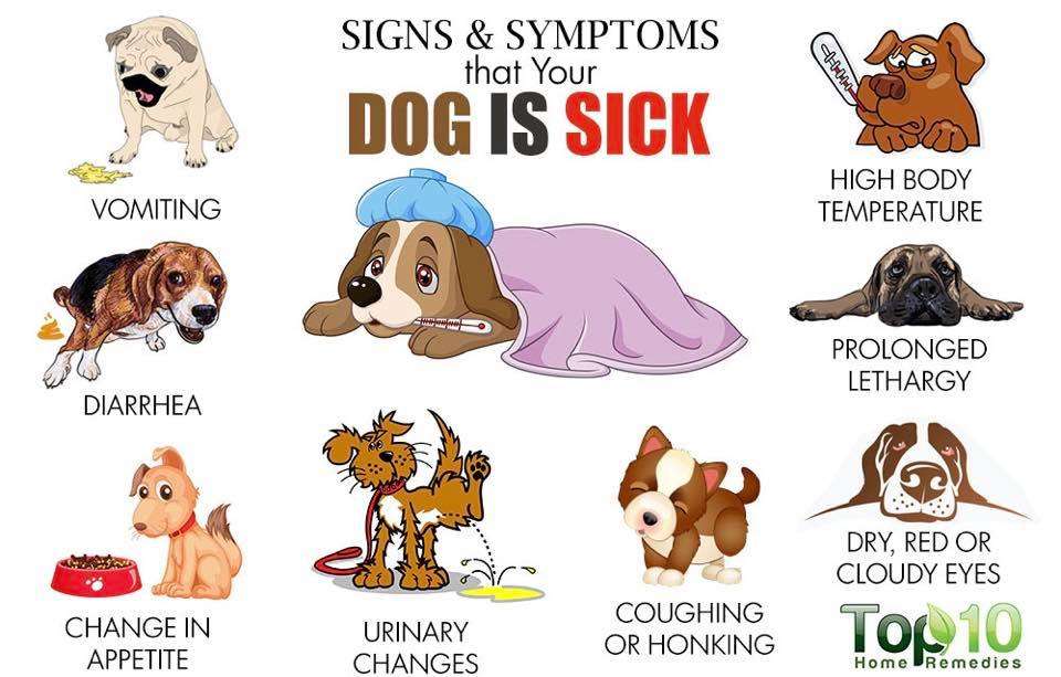 The Signs of a Sick Dog and What to Do-WildCreaturey
