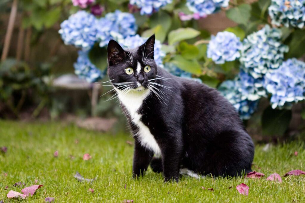 The Truth About Hydrangeas and Cats