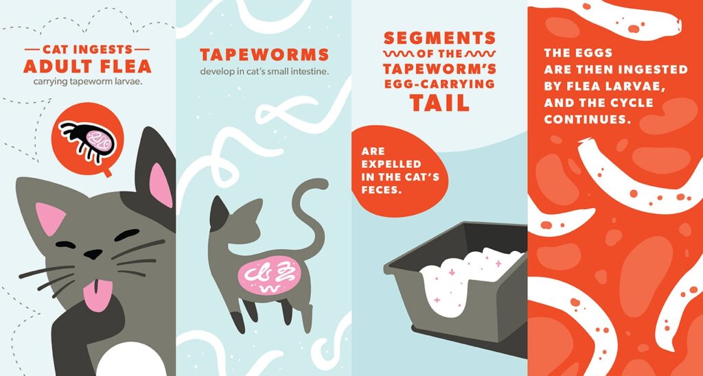The Unwanted Guests: Tapeworms in Your Cat