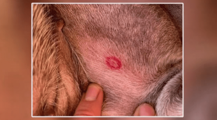 Tick Bites in Puppies-WildCreaturey