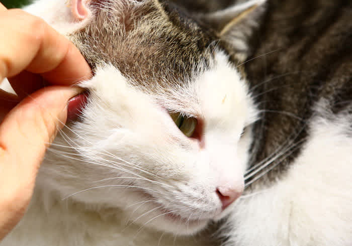 Ticks and Troubles: Understanding Lyme Disease in Cats