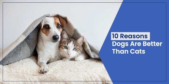 Top 10 Reasons Dogs Are Better Than Cats-WildCreaturey