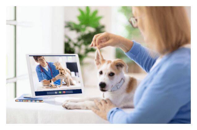 Top Picks: The Best Online Vets for Your Pet
