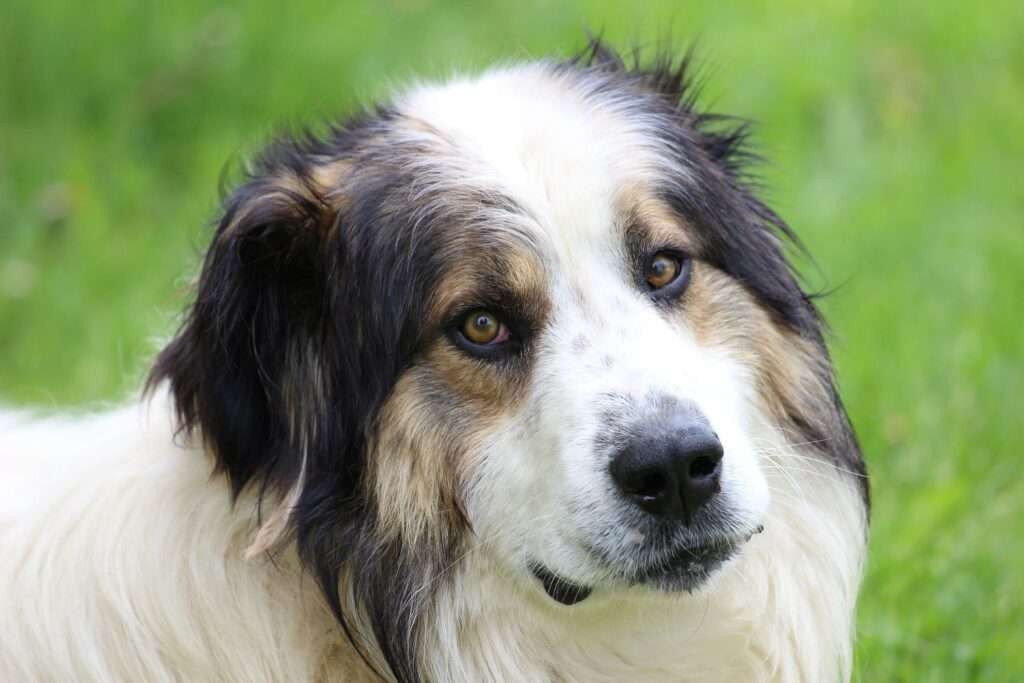 Tornjak: Dog Breed Characteristics & Care-WildCreaturey