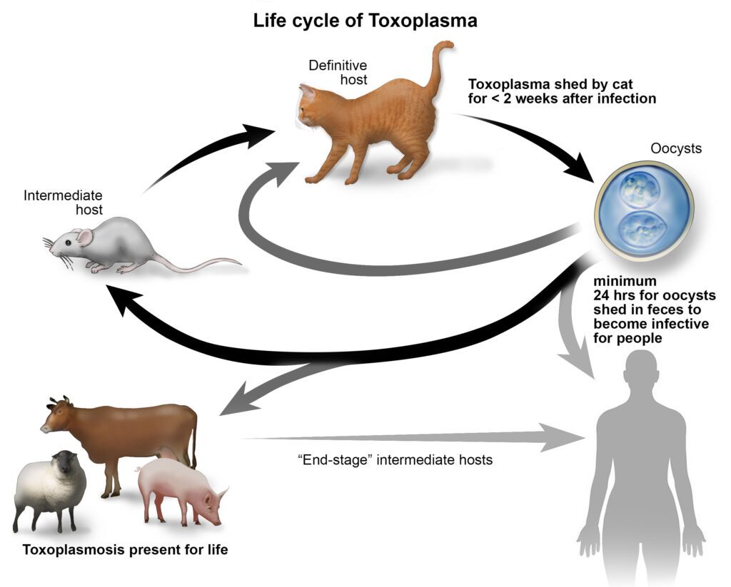Toxoplasmosis: The Silent Disease in Cats
