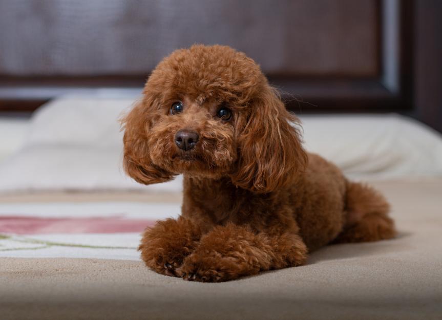 Toy Poodle: Dog Breed Characteristics & Care-WildCreaturey