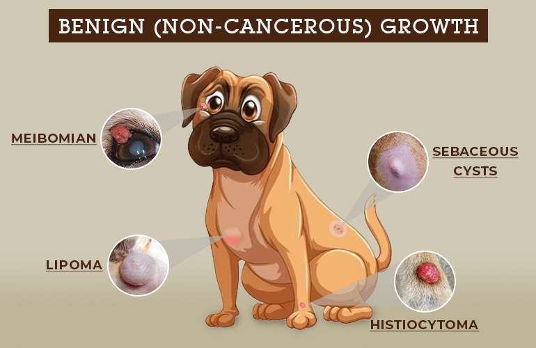 Tumors Growths and Cysts in Dogs-WildCreaturey