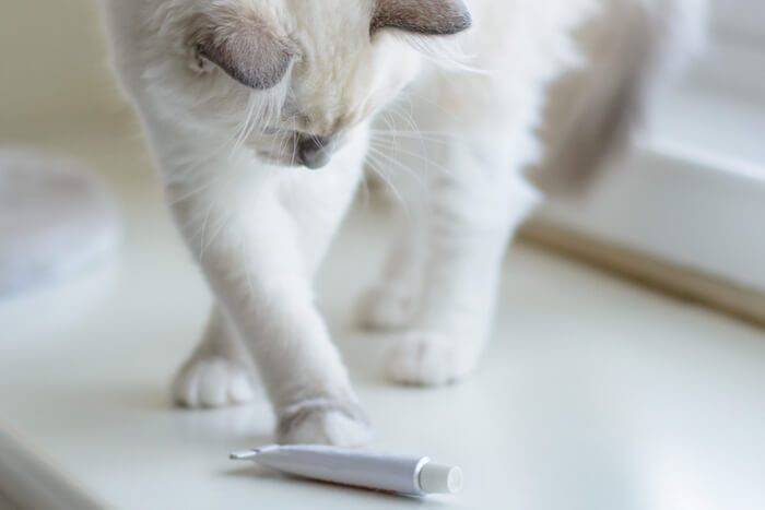 Using Neosporin on Cats: Safe Choice or Risky?