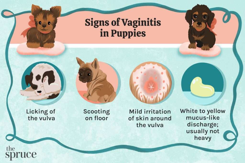 Vaginitis in Dogs-WildCreaturey