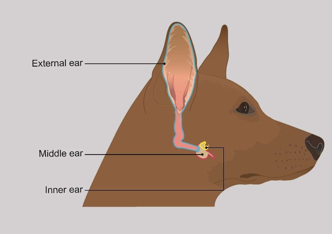 Vestibular Disease in Dogs-WildCreaturey