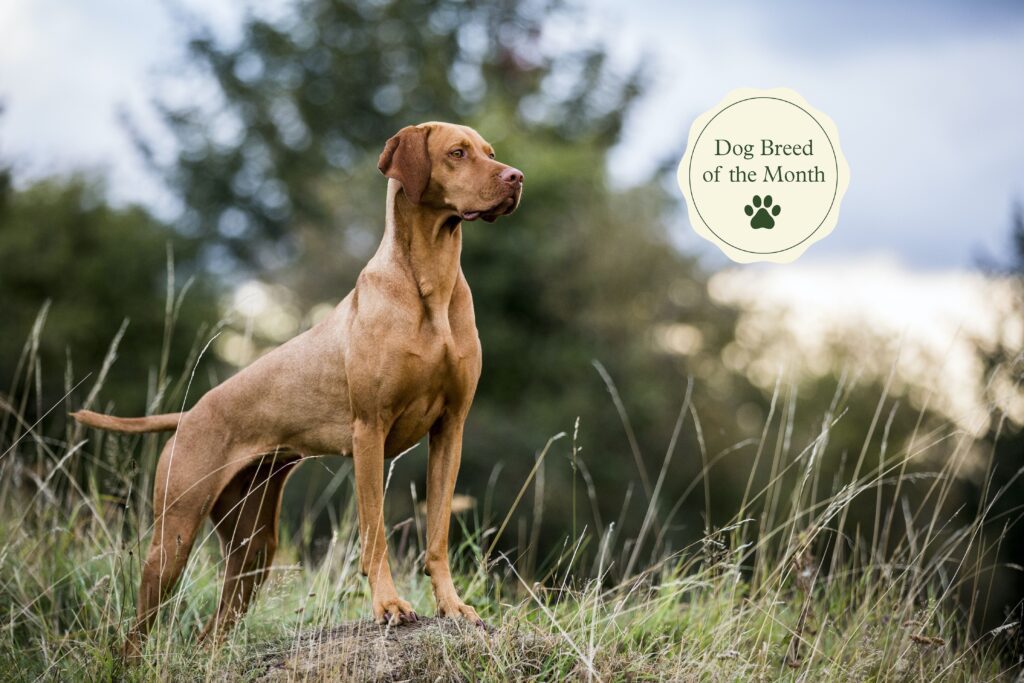 Vizsla: Dog Breed Characteristics & Care-WildCreaturey