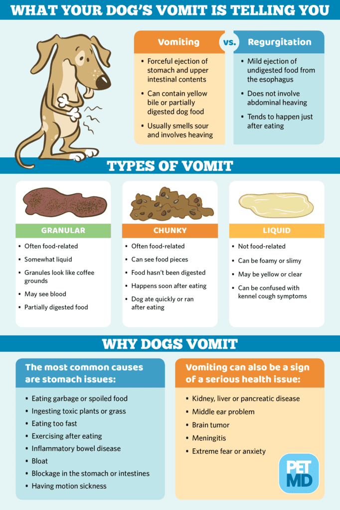 Dog Vomiting: What To Do When Your Pup Throws Up-WildCreaturey