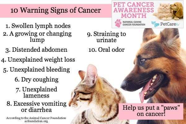 Warning Signs of Cancer in Dogs-WildCreaturey