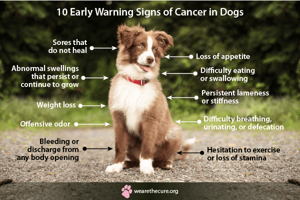 Warning Signs of Cancer in Dogs-WildCreaturey