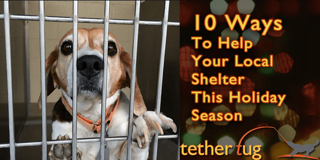 Ways You Can Volunteer For Your Local Shelters This Holiday Season-WildCreaturey