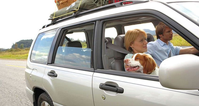 Ways to Make a Road Trip With Your Pup Feel Like Flying First Class-WildCreaturey
