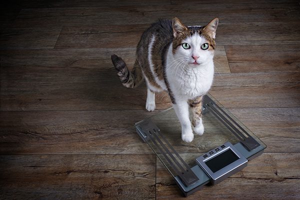 Weighty Matters: Why Your Cat Might Be Slimming Down