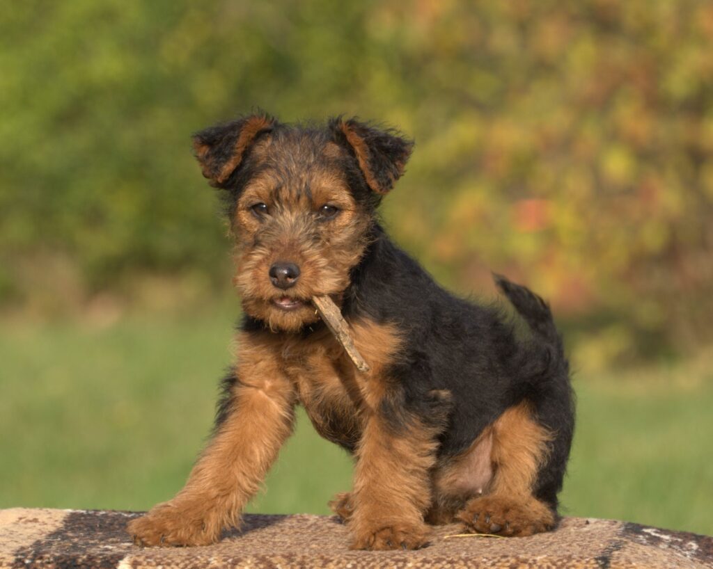 Welsh Terrier: Dog Breed Characteristics & Care-WildCreaturey