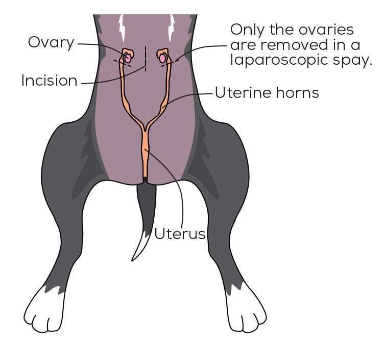 What Is Spaying? All About the Procedure in Dogs-WildCreaturey