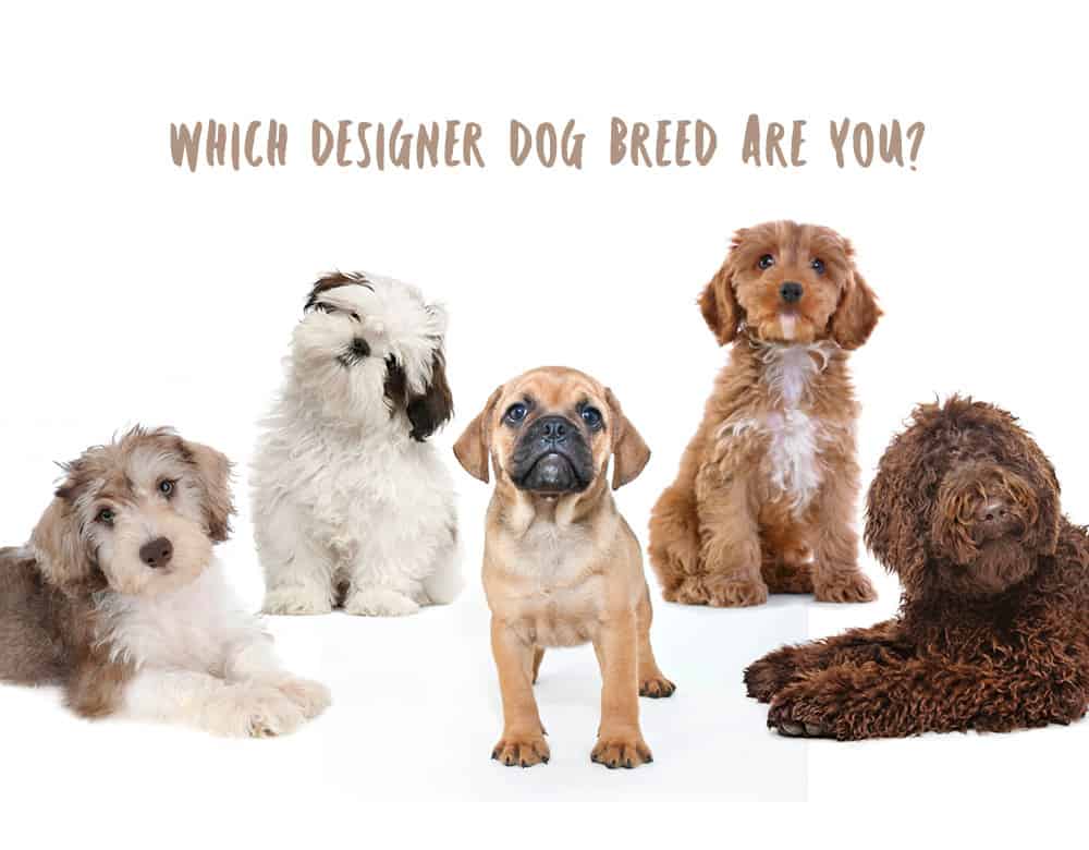 What Is a Designer Dog Breed?-WildCreaturey