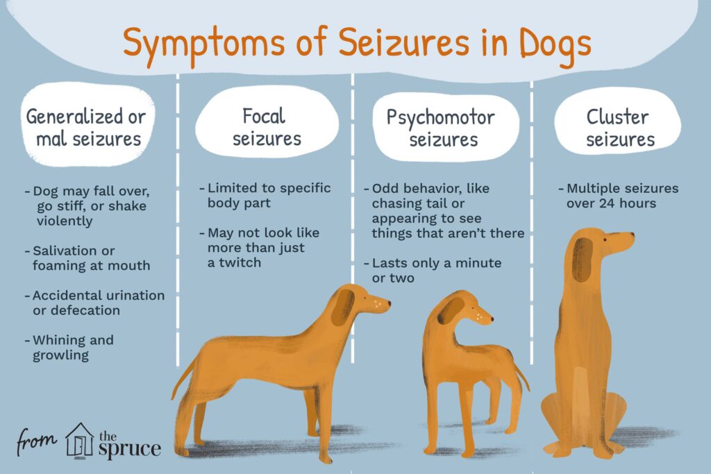 Seizures in Dogs-WildCreaturey